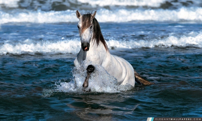 Courante de cheval blanc dans l'eau, Arrière-plans HD à télécharger