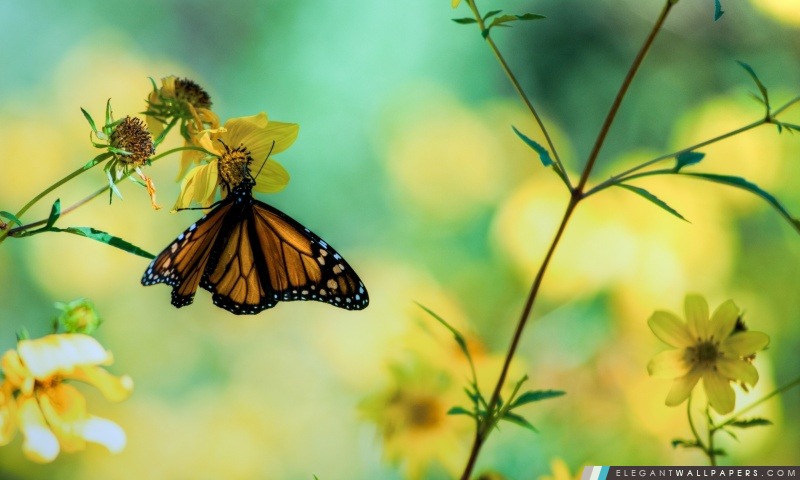 Monarque sur une fleur jaune, Arrière-plans HD à télécharger