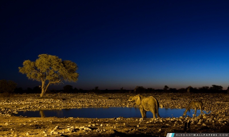 Les éléphants d'Afrique, Arrière-plans HD à télécharger
