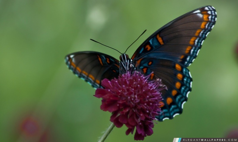 Papillon de machaon, Arrière-plans HD à télécharger