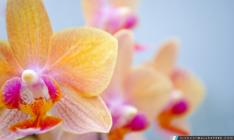 Fleur d'orchidée, Arrière-plans HD à télécharger