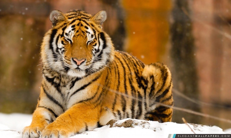 Sleepy tigre sibérien animal sauvage, Arrière-plans HD à télécharger