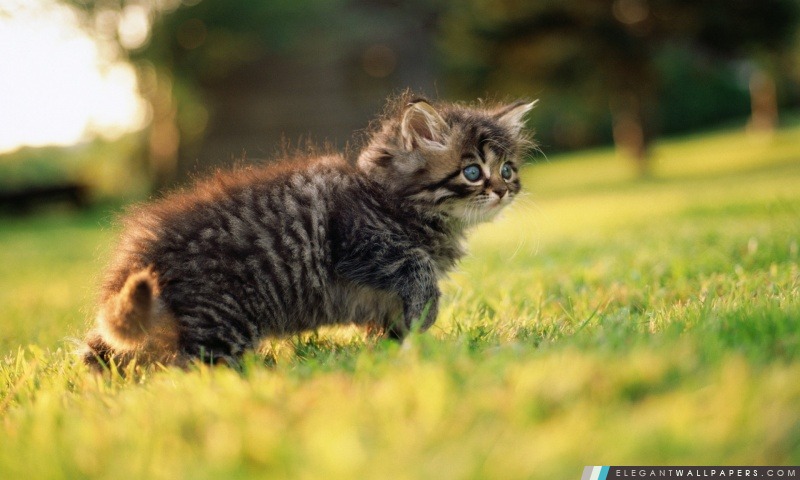 Cute Kitten Fluffy, Arrière-plans HD à télécharger