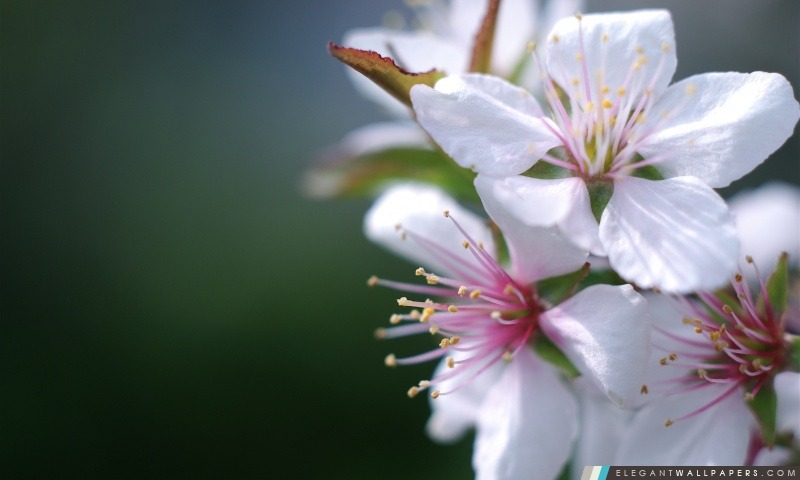 Fleurs de cerisier macro, Arrière-plans HD à télécharger