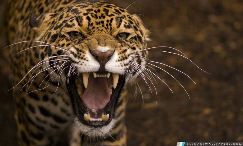 Leopard Roar, Arrière-plans HD à télécharger