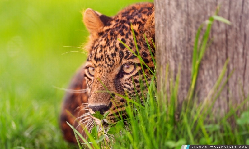 Leopard Looking, Arrière-plans HD à télécharger