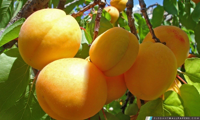 Abricot Fruits, Arrière-plans HD à télécharger