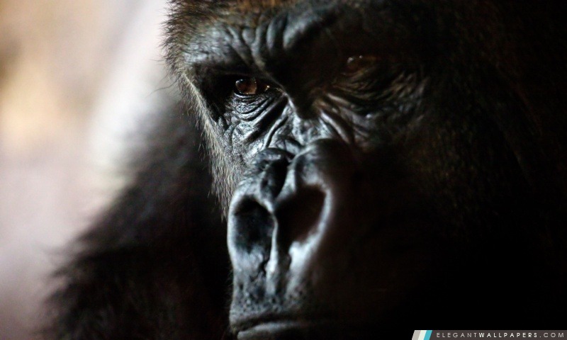 Portrait de gorille, Arrière-plans HD à télécharger
