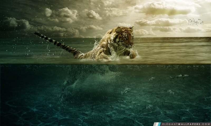 Tiger Leap In The Water, Arrière-plans HD à télécharger