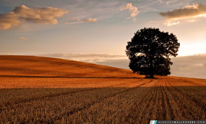 Lone arbre dans un champ, automne, Arrière-plans HD à télécharger