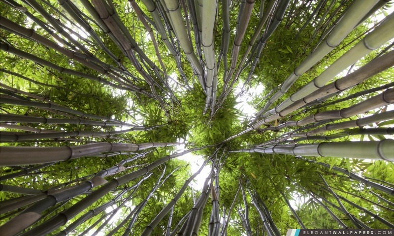 Regarder en l'air dans une forêt de bambou, Arrière-plans HD à télécharger