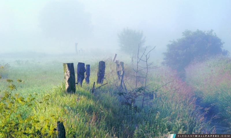 Matin Brouillard Sur le terrain, Arrière-plans HD à télécharger