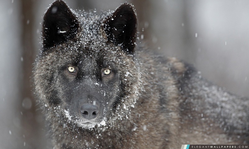 Black Wolf, Arrière-plans HD à télécharger