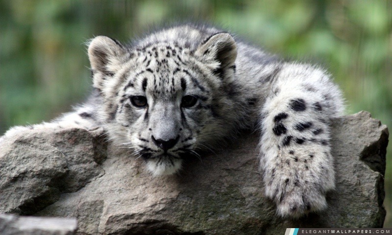 Snow Leopard Cub, Arrière-plans HD à télécharger