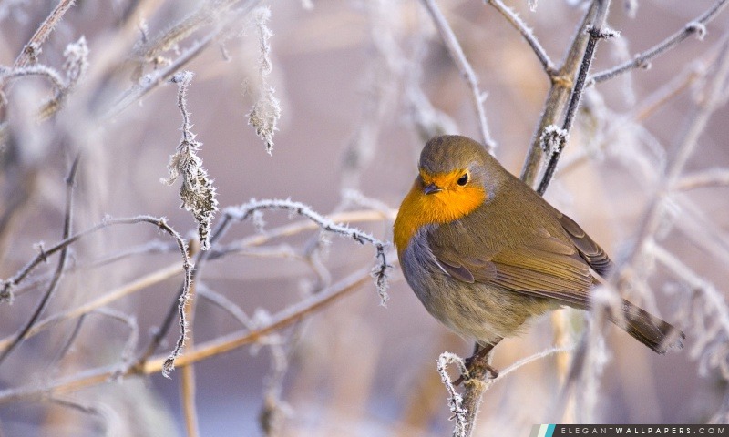 Robin des oiseaux, hiver, Arrière-plans HD à télécharger