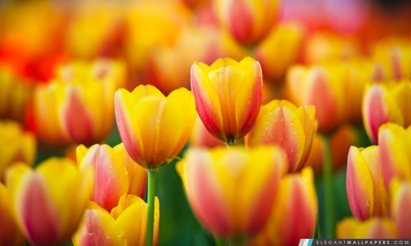 Tulipes jaunes roses, Arrière-plans HD à télécharger