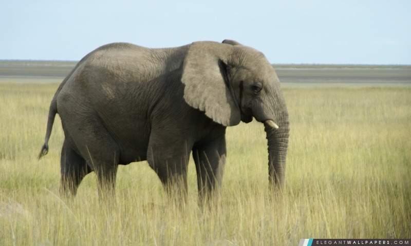 Eléphant d'Afrique (Namibie), Arrière-plans HD à télécharger