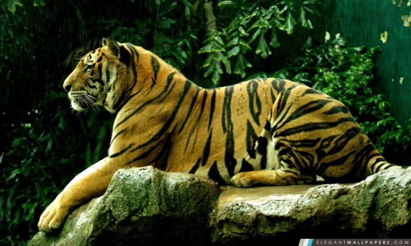 Tiger Profil, Arrière-plans HD à télécharger