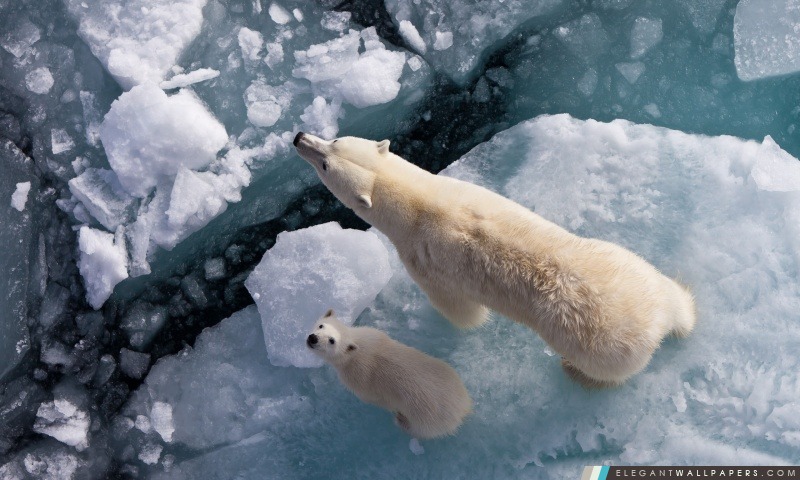 Ours polaire et le réchauffement climatique, Arrière-plans HD à télécharger