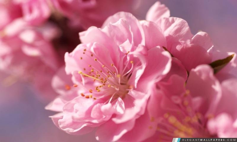 Prunus Fleurs Macro, Arrière-plans HD à télécharger
