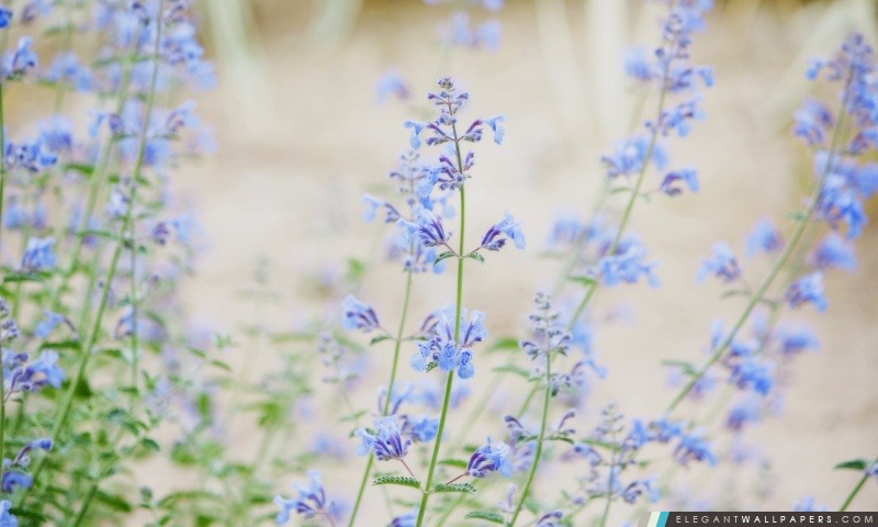 Petites fleurs bleues, Arrière-plans HD à télécharger