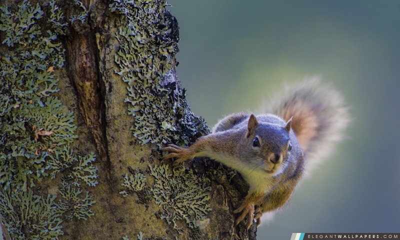 Écureuil sur l'arbre, Arrière-plans HD à télécharger