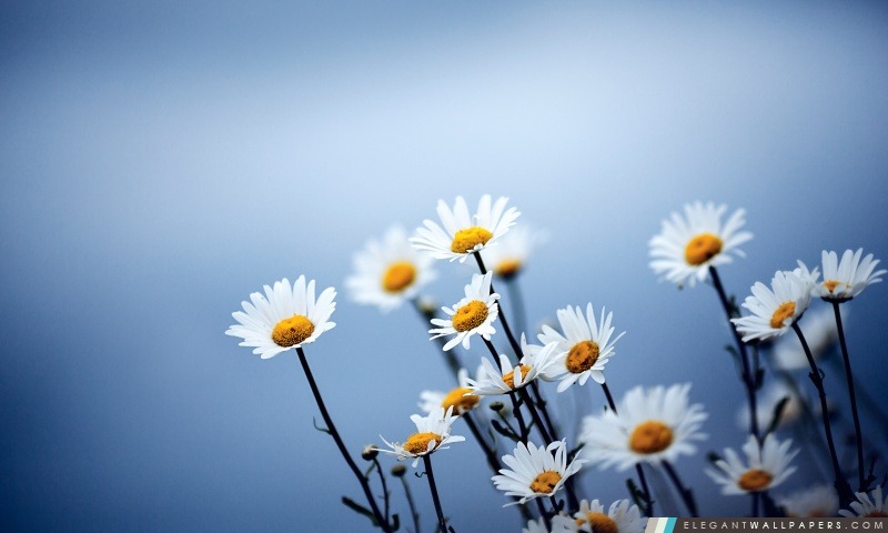 Marguerites blanches fleurs, Arrière-plans HD à télécharger