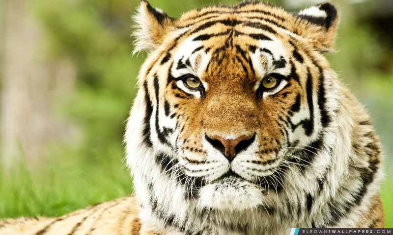 Tigre de Sibérie sauvage, Arrière-plans HD à télécharger