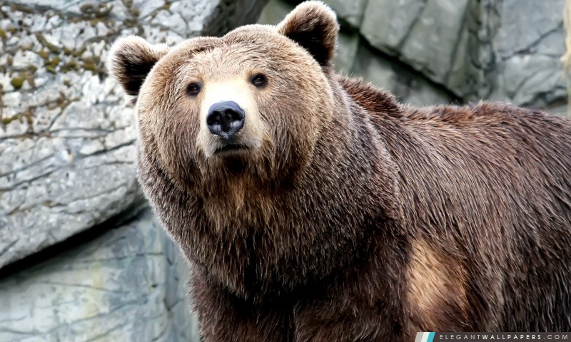 Grizzly Bear 1, Arrière-plans HD à télécharger