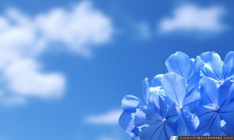 Fleurs bleues, Arrière-plans HD à télécharger