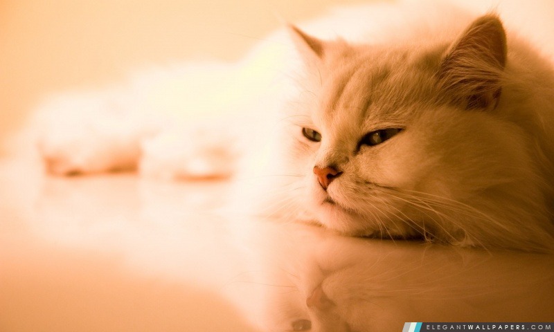 Exotique chat blanc, Arrière-plans HD à télécharger