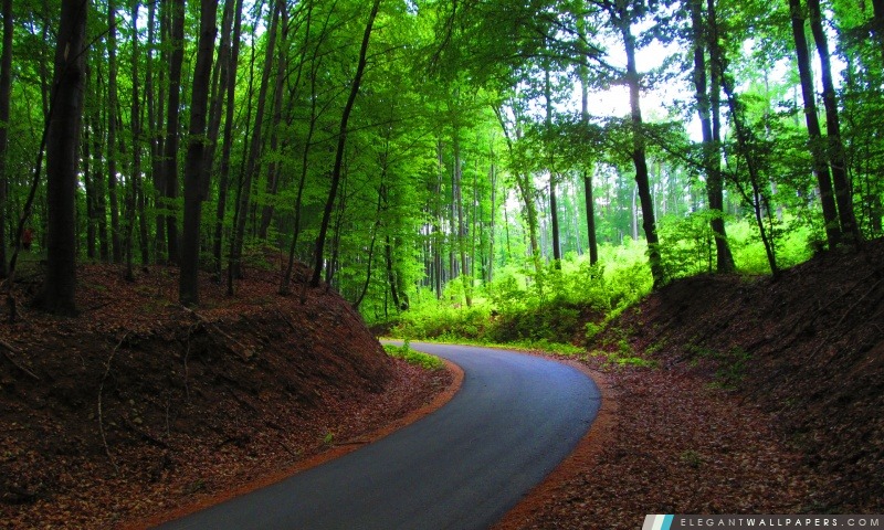 Route dans la forêt, Arrière-plans HD à télécharger