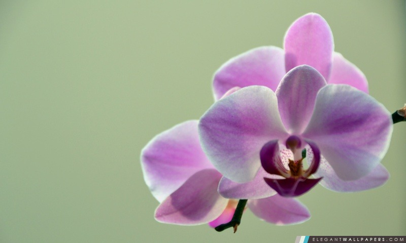 Orchidée, Arrière-plans HD à télécharger