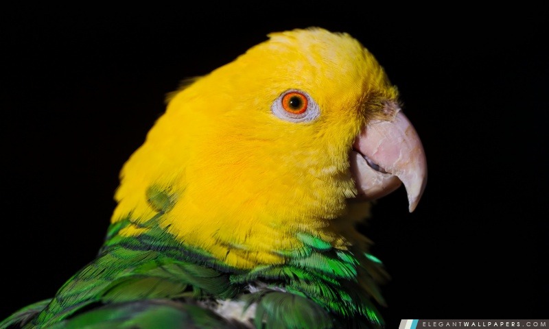 Vert et jaune Parrot, Arrière-plans HD à télécharger