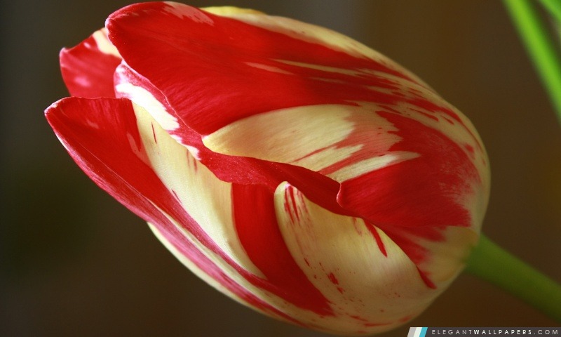 Blanc Tulipes rouges, Arrière-plans HD à télécharger