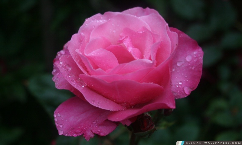 Rose rose, Arrière-plans HD à télécharger
