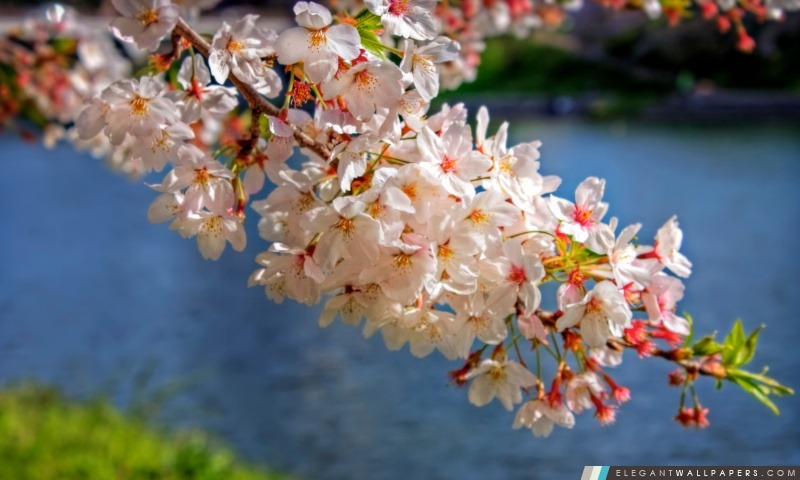 Branche de fleurs de Sakura, Arrière-plans HD à télécharger