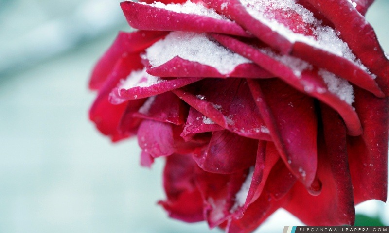 Rose d'hiver, Arrière-plans HD à télécharger