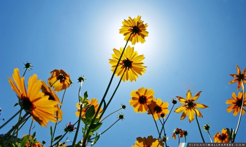 Fleurs jaunes au soleil, Arrière-plans HD à télécharger