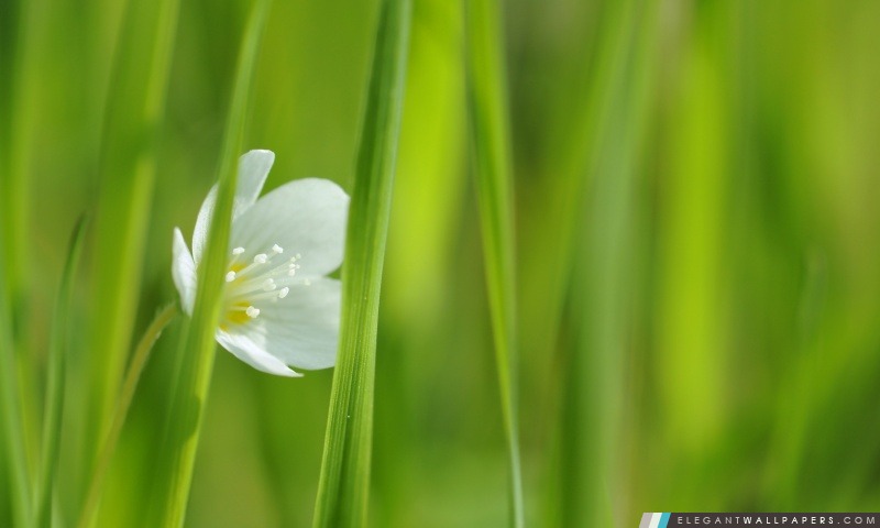 Blanc Petite Fleur, Arrière-plans HD à télécharger