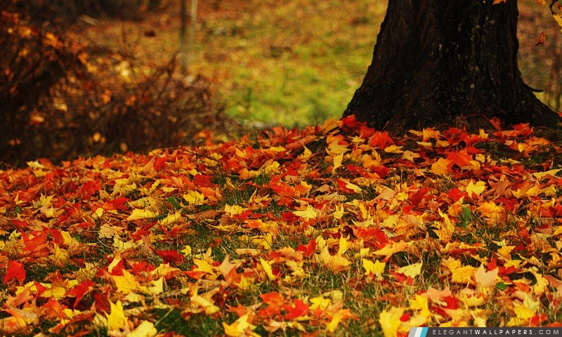 Rouge et jaune feuilles d'automne, Arrière-plans HD à télécharger