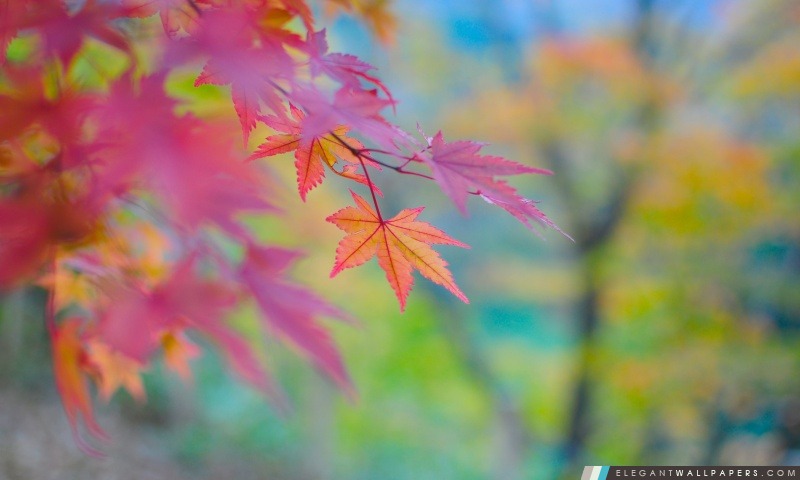 Couleurs d'automne Au Japon, Arrière-plans HD à télécharger