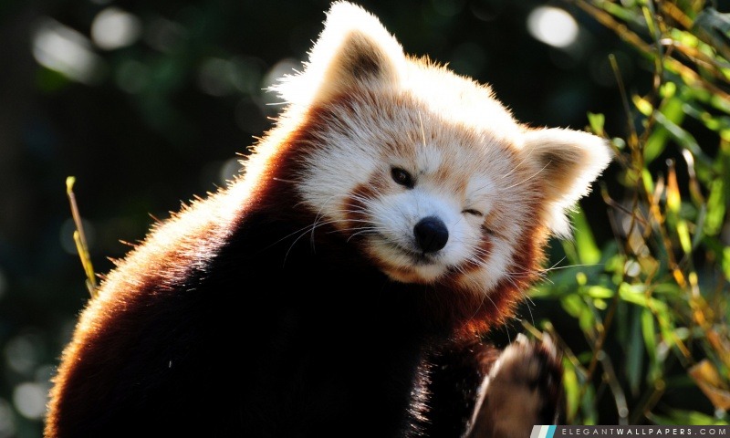 Red Panda mignon, Arrière-plans HD à télécharger