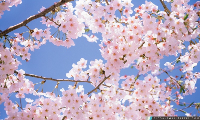 Blossomed Cerisier, Arrière-plans HD à télécharger