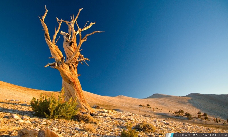 Desert Dead Tree, Arrière-plans HD à télécharger