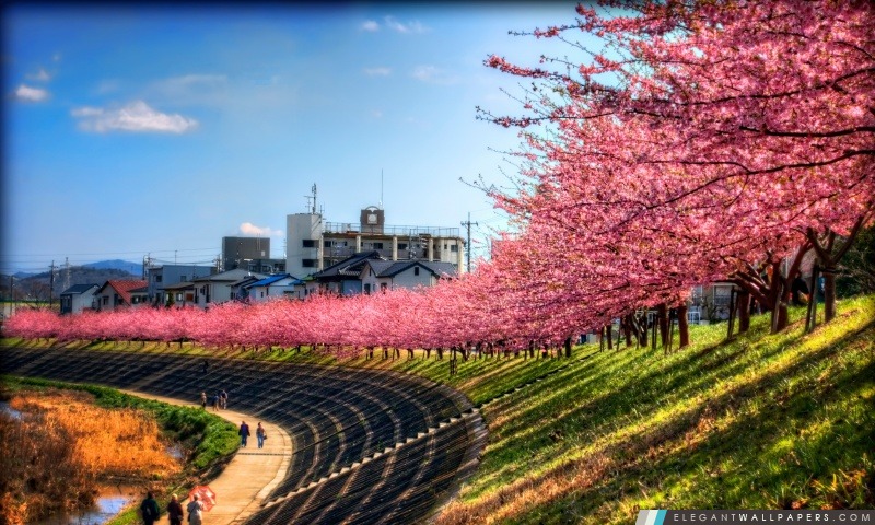 Sakura le long de la rivière, Arrière-plans HD à télécharger