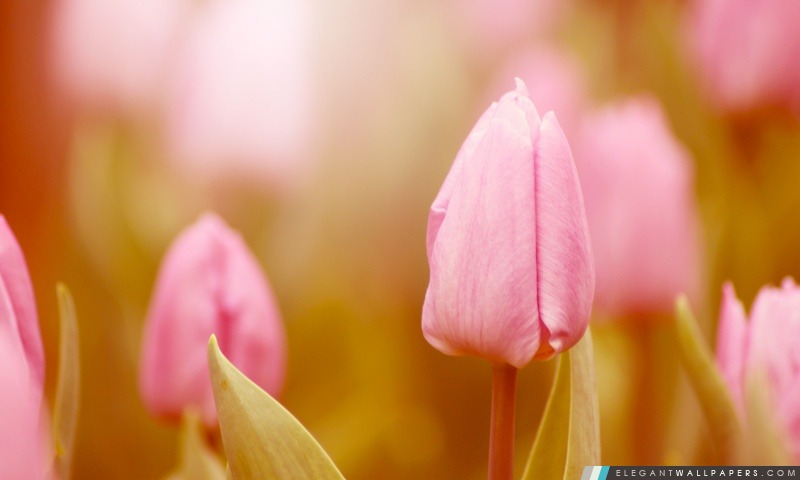 Tulipe rose, Arrière-plans HD à télécharger