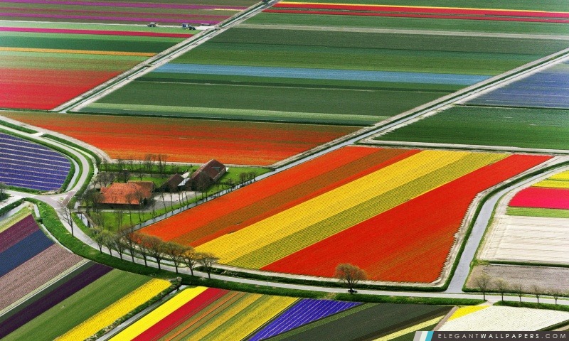 Vue aérienne de fleur de tulipe champs, Amsterdam, Pays-Bas, Arrière-plans HD à télécharger