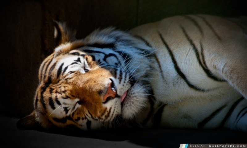 Tiger Sleeping, Arrière-plans HD à télécharger
