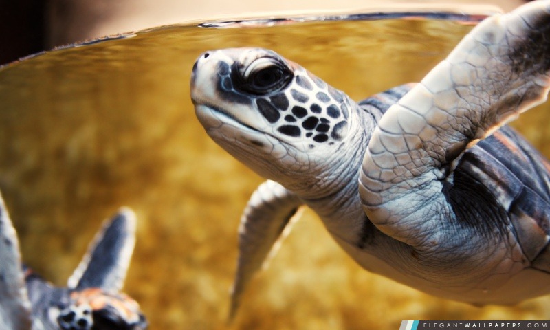 Bébé tortue de mer verte, Arrière-plans HD à télécharger